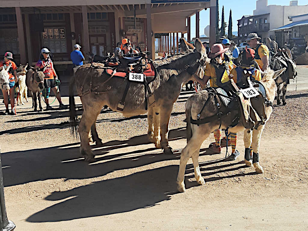 Participants preparing for a donkey race on a dirt street in a western-style town, with donkeys wearing numbered harnesses and handlers in colorful attire.