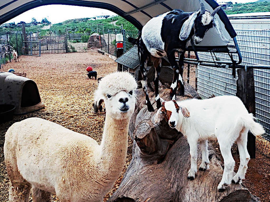 Petting zoo area featuring a white alpaca, a young white goat standing on a large log, a black and white goat in the background, and other farm animals in a covered outdoor enclosure with wood chip flooring and wire fencing.