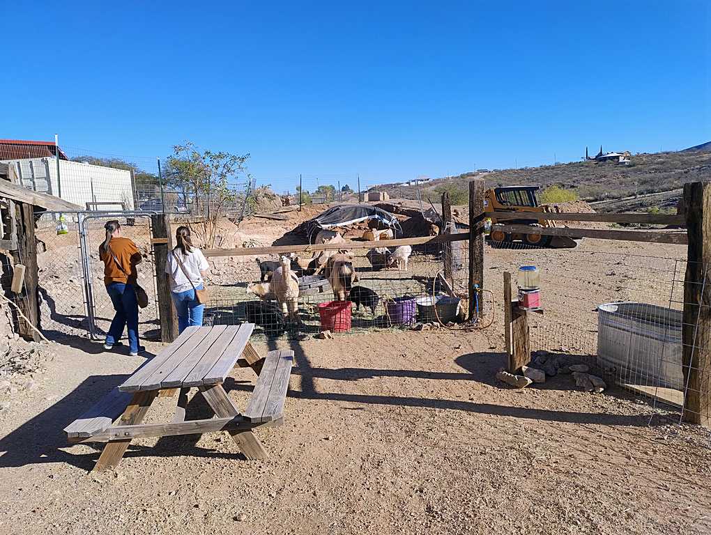 Outdoor petting zoo area with visitors interacting with goats inside a fenced enclosure, set in a rural desert landscape with a picnic table and farm equipment nearby.